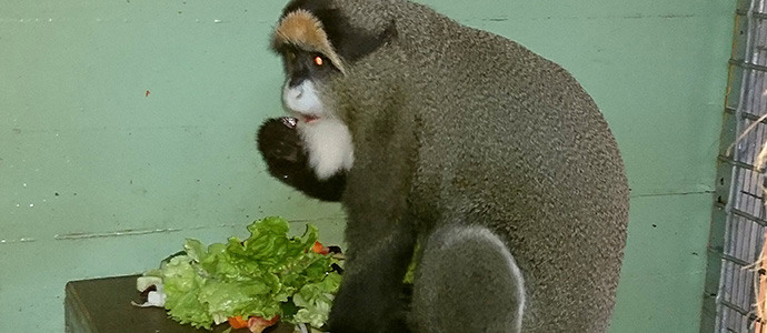 Cabrceno suma una nueva especie a su familia con la incorporacin de cinco monos de Brazza