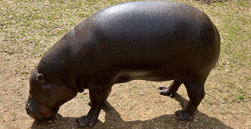 Cabrceno y el Zoo de Basilea intercambian sus ejemplares macho de hipoptamo pigmeo con fines reproductivos