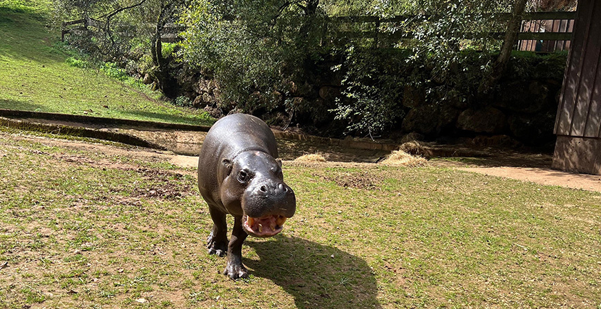 Cabrceno y el Zoo de Basilea intercambian sus ejemplares macho de hipoptamo pigmeo con fines reproductivos