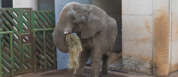 Cabrceno y el zoo ingls Howletts Park intercambian elefantes macho