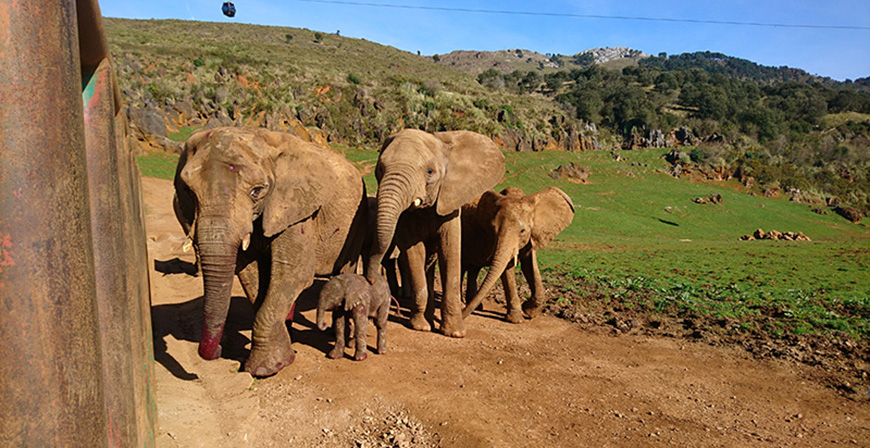 'Cabrcerno en directo', una iniciativa de Cantur para acercar al pblico la vida diaria de los animales