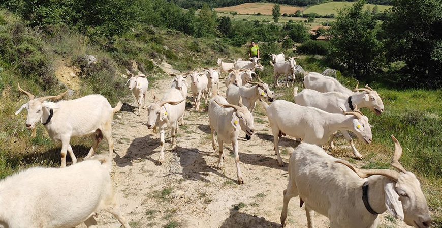 Cabras para desbrozar el monte como alternativa ecolgica al uso de maquinaria en el Geoparque Las Loras