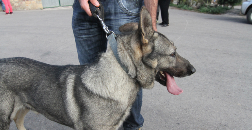 Campoo de Enmedio aprueba la ordenanza reguladora de tenencia de perros y otros animales