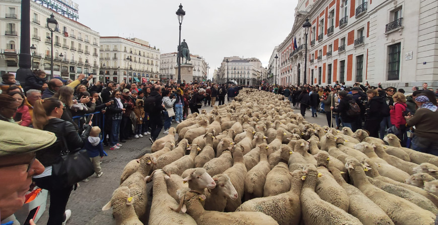 Campoo, protagonista en la XXX Fiesta de la Trashumancia 