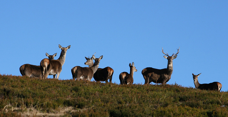 Campoo de Suso y la Mancomunidad Campoo-Cabu�rniga sacan a subasta permisos de caza de venado y rebeco para el mes de junio