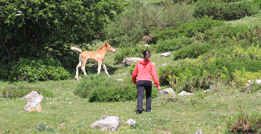 Campoo de Suso solicita ayudas para mejorar 57,59 hect�reas de pastizales comunales