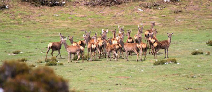 Campoo de Suso subastar siete permisos de rececho de venado y cuatro de rebeco