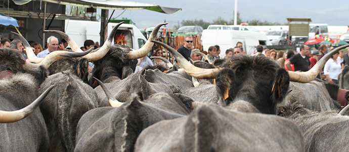 Campoo ya tiene su calendario de ferias, concursos y exposiciones ganaderas