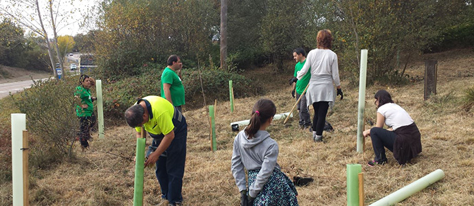 Campoo de Yuso celebrar el Da del Tejo con la plantacin de 100 ejemplares