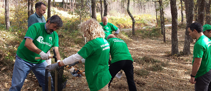 Campoo de Yuso celebrar el Da del Tejo con la plantacin de 100 ejemplares