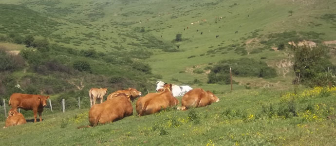 Campoo de Yuso convoca un nuevo plan de desbroces