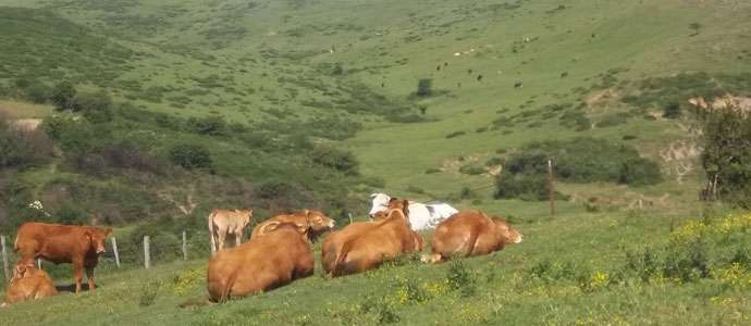 Campoo de Yuso convoca su sptimo plan de desbroces