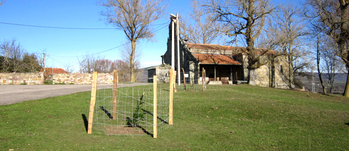 Campoo de Yuso plantar un tejo junto a sus iglesias