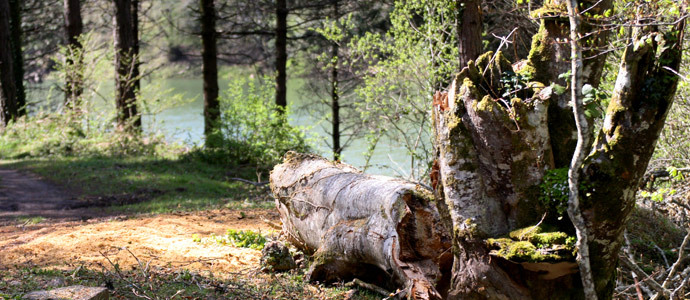 Campoo de Yuso promueve la primera escuela de gestin del monte