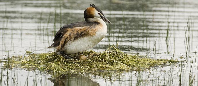 Campoo de Yuso solicita que el Pantano del Ebro se incluya en la lista Ramsar 