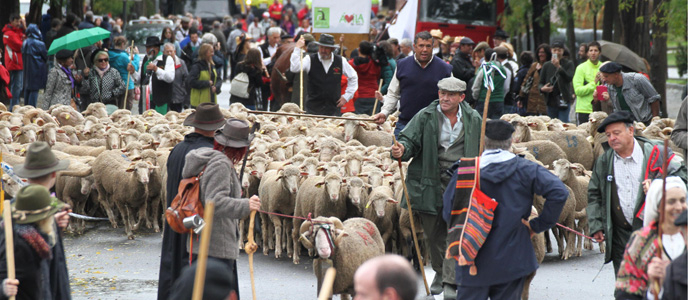 Los campurrianos acompaaron a las merinas por las caadas reales de Madrid