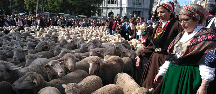 Los campurrianos, protagonistas en la Fiesta de la Trashumancia