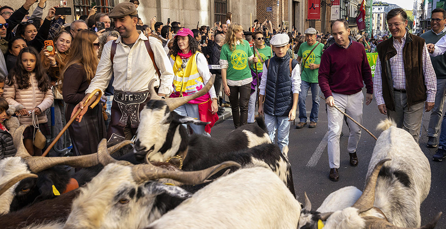 Los campurrianos, protagonistas en la XXXIII Fiesta de la Trashumancia en Madrid