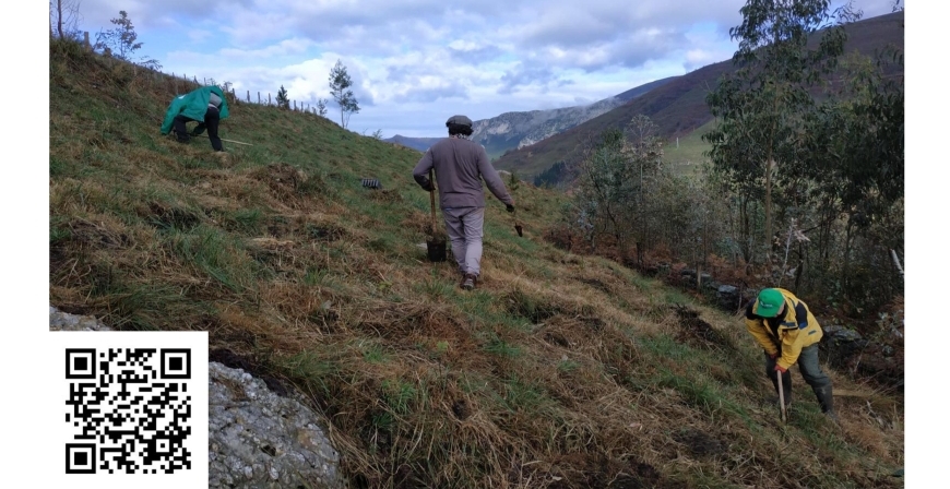 Caeda acoge el prximo sbado una plantacin forestal dentro del programa de voluntariado PROVOCA