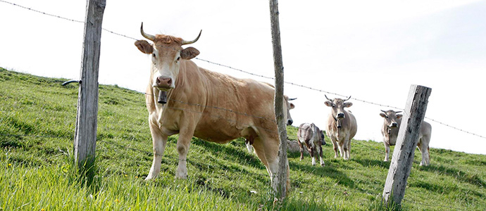 Cantabria abona ms de 5,7 millones a agricultores y ganaderos en ayudas al desarrollo rural