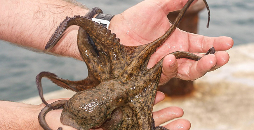 Cantabria abrir el 1 de julio la campaa de pesca recreativa del pulpo 