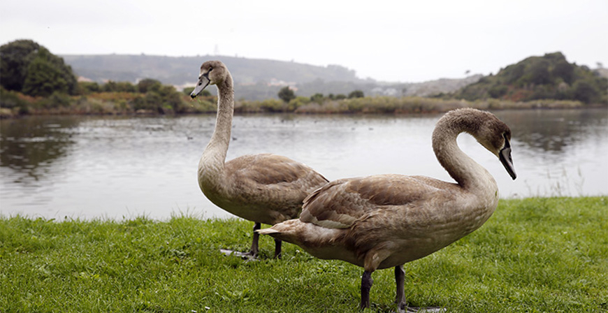 Cantabria activa el protocolo de actuacin ante la evolucin de la circulacin de la gripe aviar en Europa en las ltimas semanas