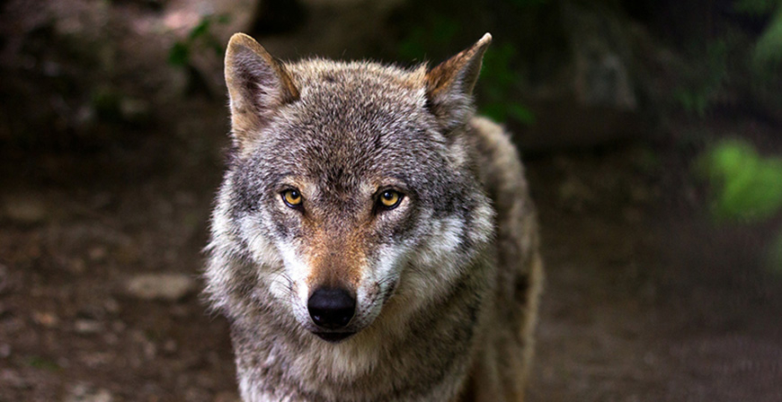 Cantabria, Asturias, Galicia y Castilla y Len rechazan aumentar la proteccin del lobo porque 