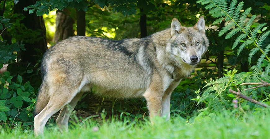 Cantabria, Asturias, Galicia y Castilla y Len solicitan al Ministerio la retirada del borrador de la Estrategia del lobo