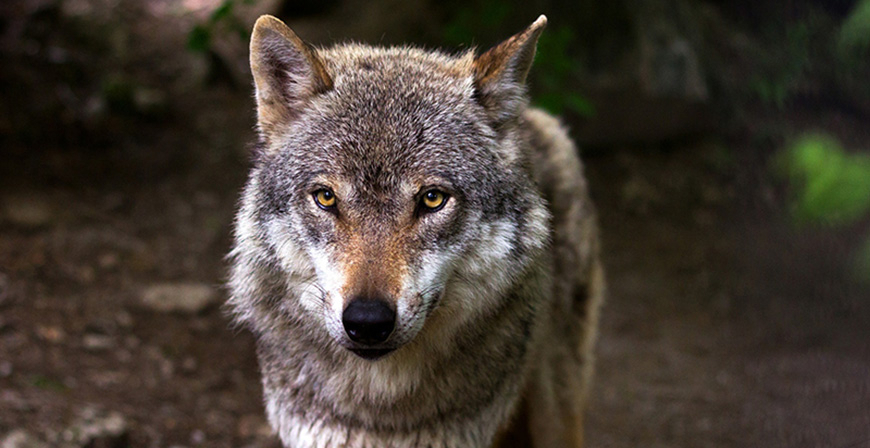 Cantabria autoriza la extracción de lobos en Campoo de Suso