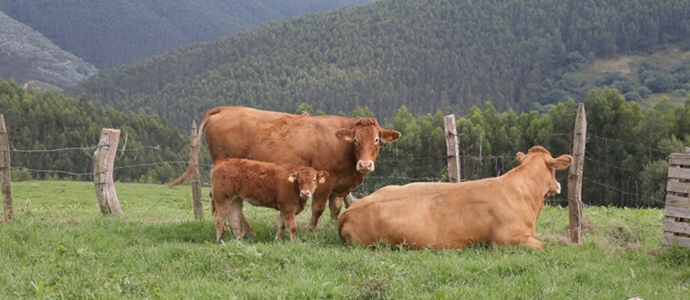 Cantabria destina casi 6 millones de euros en ayudas a las explotaciones agrarias