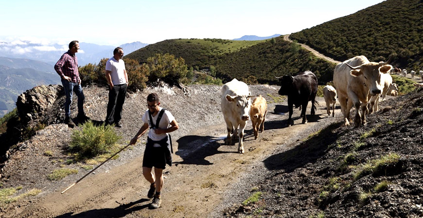 Cantabria destina ms de medio milln de euros en ayudas del FEAGA a 3.787 ganaderos y agricultores