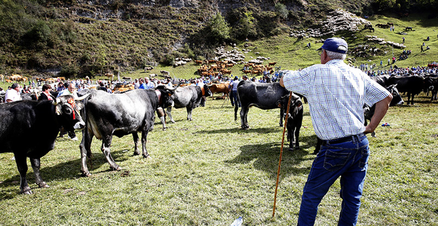 Cantabria detecta tres posibles casos de lengua azul que estn pendientes de confirmacin analtica