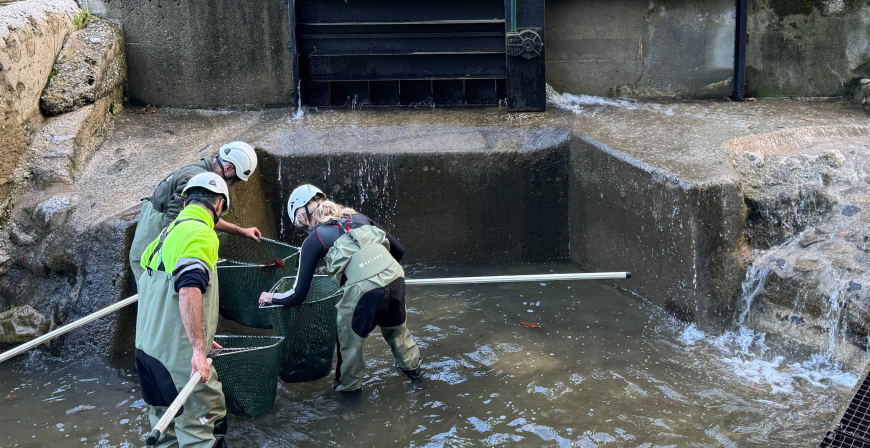 Cantabria inicia la campaa anual de control de la reproduccin de salmones y truchas en las cuencas fluviales de la regin