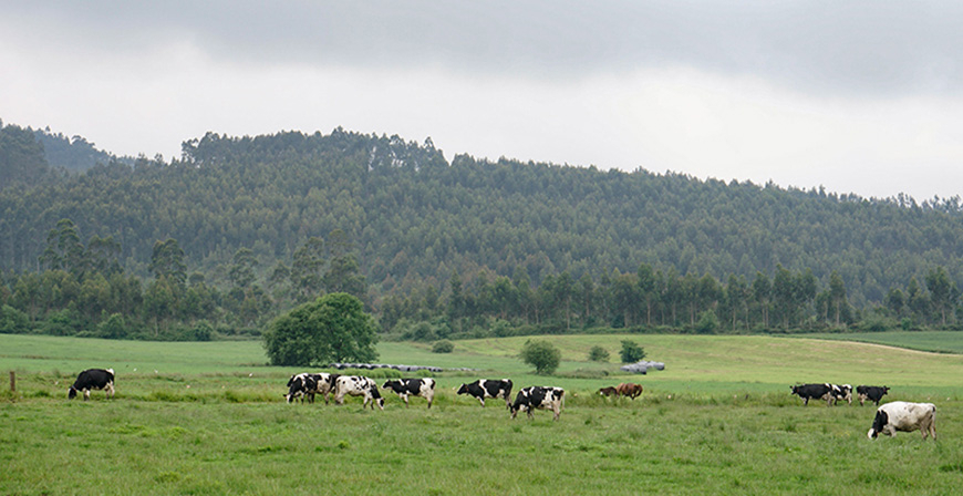 Cantabria inicia el pago de 1,8 millones en ayudas contra la EHE y la vacunacin preventiva a cerca de 900 ganaderos