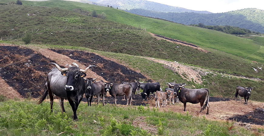 Cantabria lidera un proyecto para promover el pastoreo de montaa como medida preventiva en la lucha contra los incendios forestales