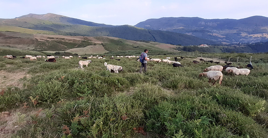 Cantabria participa en el proyecto ECOSPAS sobre los beneficios del pastoreo tradicional
