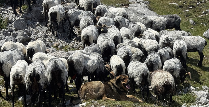 Cantabria pone en marcha un proyecto piloto pionero en Espaa para recoger y poner en valor la lana ovina sin salida comercial
