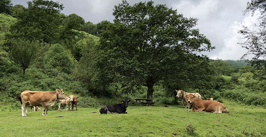 Cantabria registra 1.890 casos de animales afectados por la EHE con 268 fallecidos