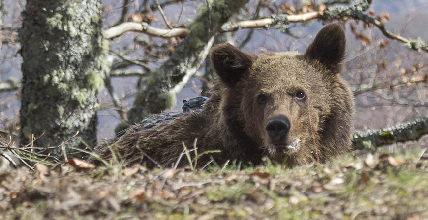 Cantabria tiene identificados al menos 32 osos pardos