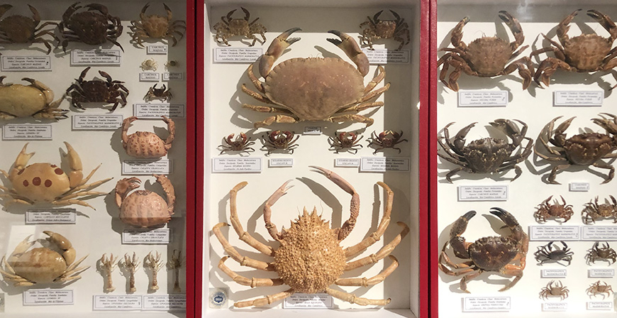 La Casona acoge en febrero la exposicin 'Crustceos del mundo'