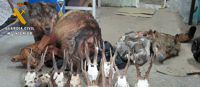 Los cazadores de la Montaa Palentina reclaman medidas frente al furtivismo