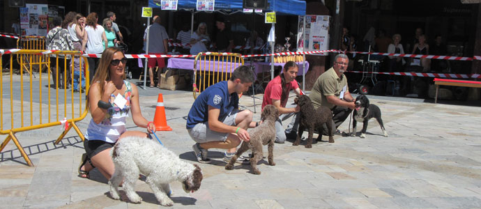 Un centenar de perros participar este domingo en el III Concurso Canino 'Villa de Aguilar'