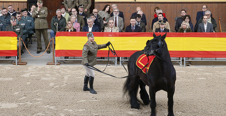 El Centro Militar de Cra Caballar de Mazcuerras presenta los sementales para la temporada 2025