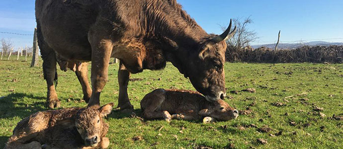 La 'Chata', la vaca ms famosa de Fresno del Ro, alumbra mellizos por sptima vez