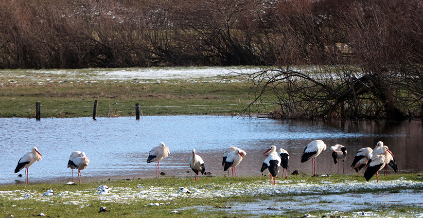 Las cig�e�as se refugian entre los arbustos para protegerse del viento y del fr�o