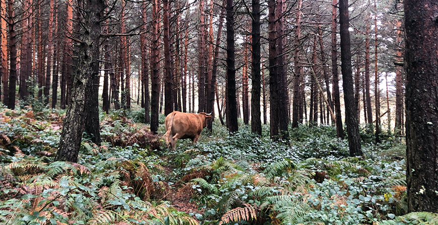 La Comisin Regional de Montes aprueba 25 proyectos para la mejora y conservacin de Montes de Utilidad Pblica con una inversin de 420.000 euros