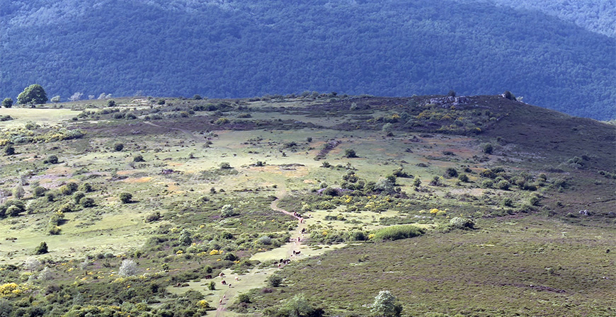 La Comisi�n Regional de Montes aprueba una inversi�n de casi un mill�n de euros para 30 actuaciones en montes de utilidad p�blica 