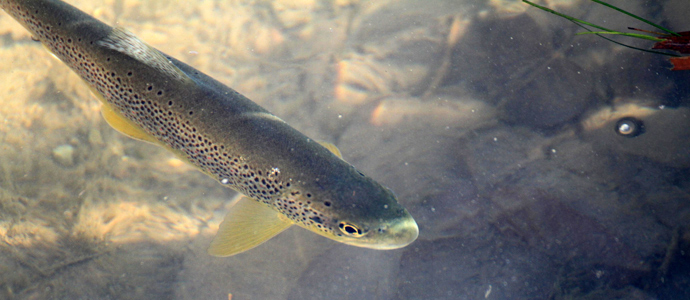 La Consejera establece las normas para el ejercicio de la pesca en el prximo ao  
