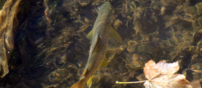 La Consejera establece las normas para el ejercicio de la pesca en el prximo ao  