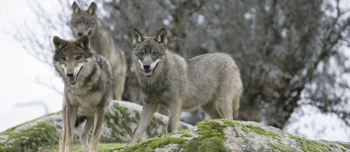 La Consejera de Medio Rural impulsar un pacto social para la gestin del lobo